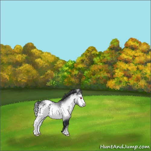 Horse Color:White Spotted Bay Chinchilla 