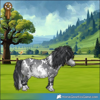 Horse Color:White Spotted Bay Chinchilla 