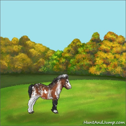 Horse Color:White Spotted Bay Appaloosa 