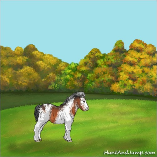 Horse Color:White Spotted Brown Appaloosa 