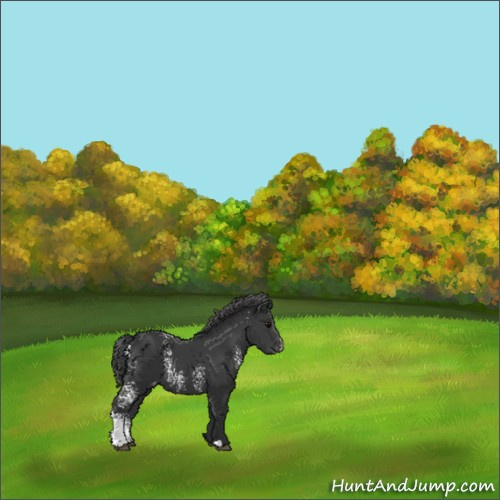 Horse Color:White Spotted Black Appaloosa 