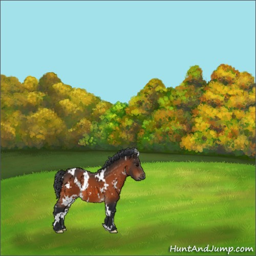 Horse Color:White Spotted Bay 