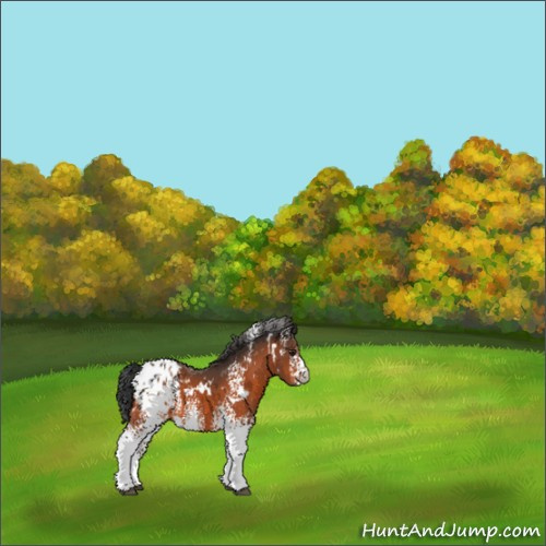 Horse Color:White Spotted Brown Appaloosa 