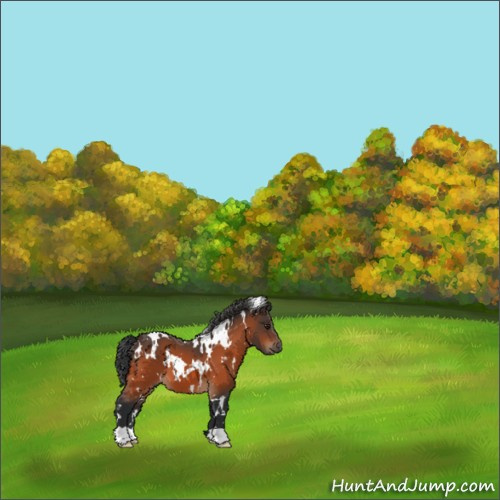 Horse Color:White Spotted Brown 