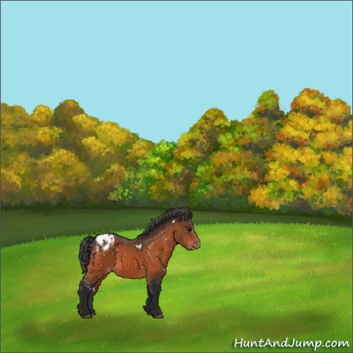 Horse Color:White Spotted Bay Appaloosa 