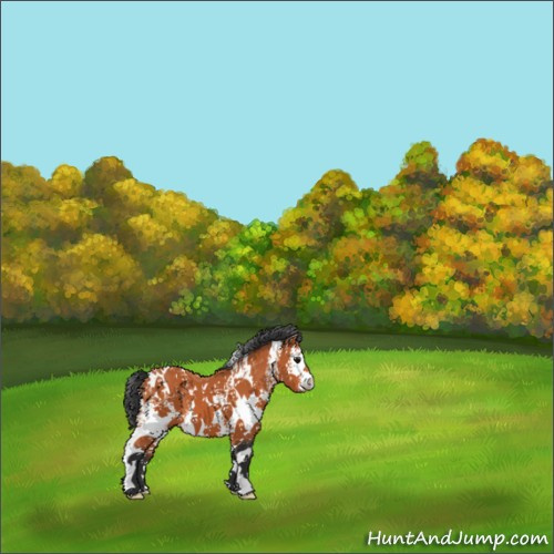 Horse Color:White Spotted Bay 