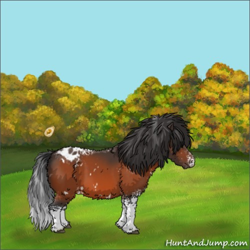 Horse Color:White Spotted Brown Appaloosa 