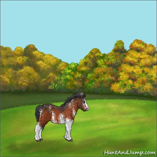 Horse Color:White Spotted Bay 