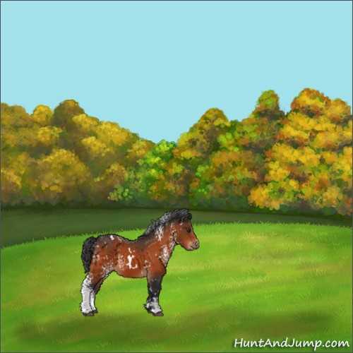 Horse Color:White Spotted Brown 