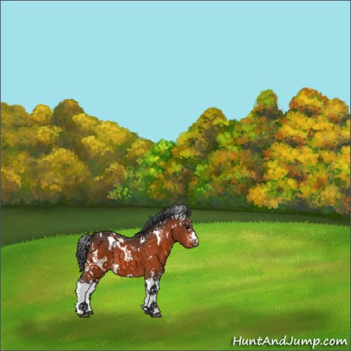 Horse Color:White Spotted Brown 