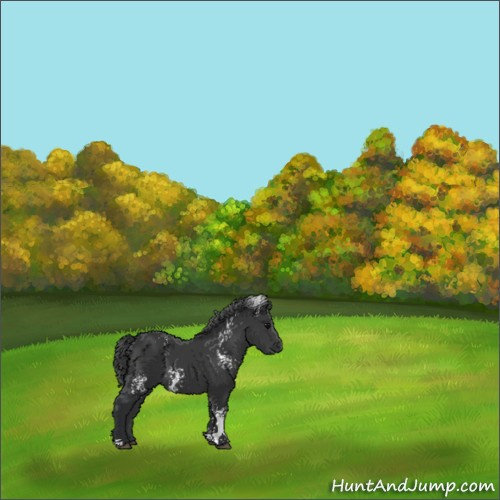 Horse Color:White Spotted Black 