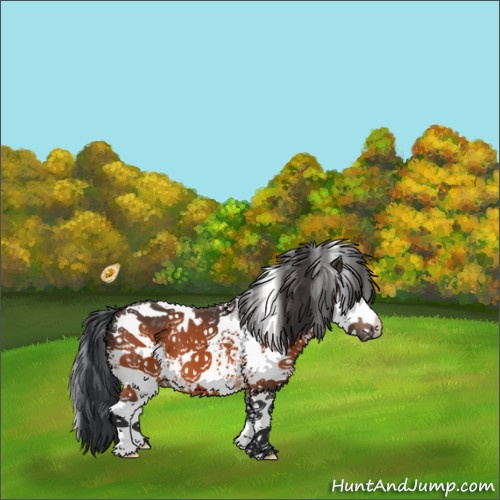 Horse Color:White Spotted Bay Splash 