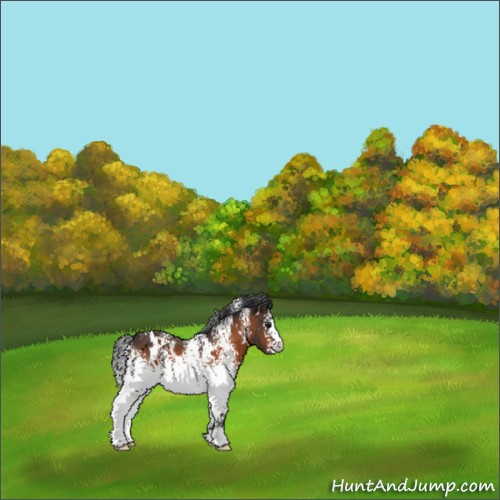 Horse Color:White Spotted Brown 