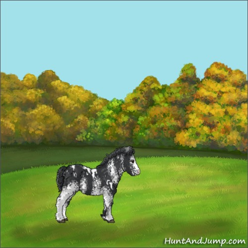 Horse Color:White Spotted Black Chinchilla 
