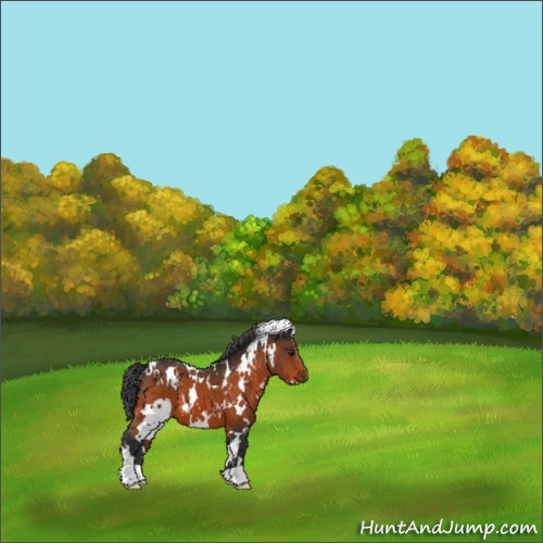Horse Color:White Spotted Brown 