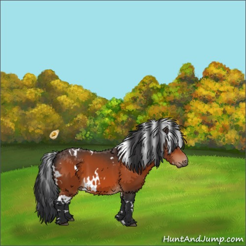 Horse Color:White Spotted Bay 