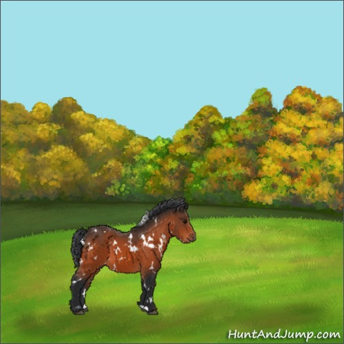 Horse Color:White Spotted Bay 