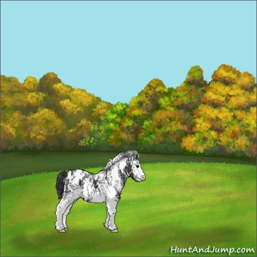 Horse Color:White Spotted Black 