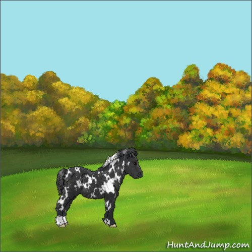 Horse Color:White Spotted Black 