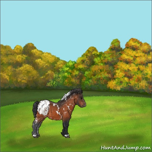 Horse Color:White Spotted Bay Appaloosa 