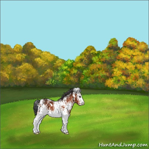 Horse Color:White Spotted Brown 