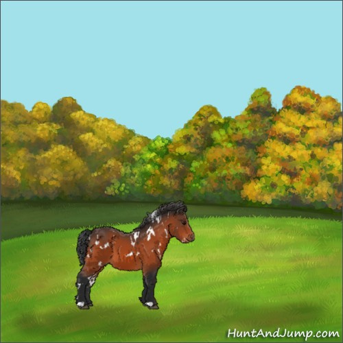 Horse Color:White Spotted Bay 