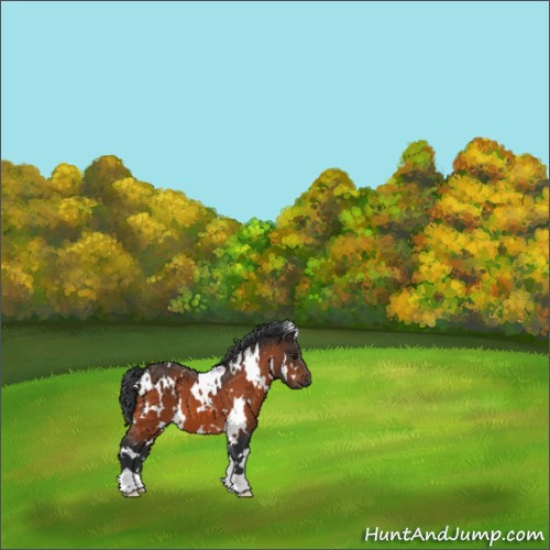 Horse Color:White Spotted Brown 