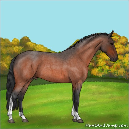 Horse Color:Bay Roan Tobiano 