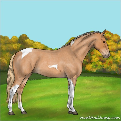 Horse Color:Red Roan Tobiano