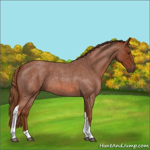 Horse Color:Red Roan Tobiano