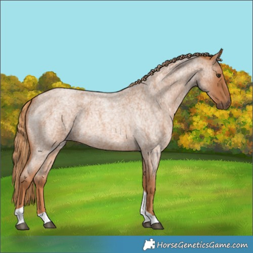 Horse Color:Red Roan Tobiano 