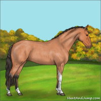 Horse Color:Bay Roan Tobiano 