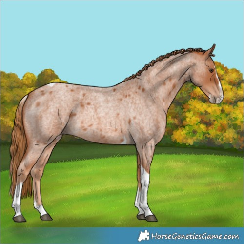 Horse Color:Red Roan Splash Tobiano 