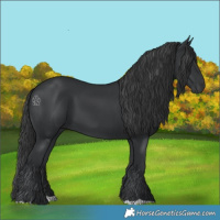 Horse Color:Black 