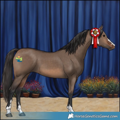 Horse Color:Brown Dun 