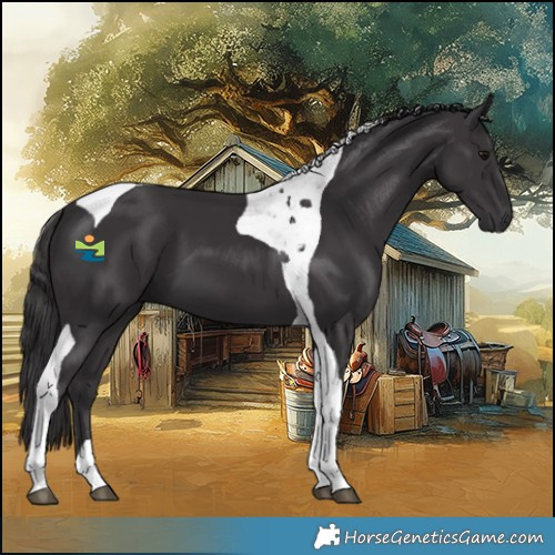 Horse Color:Smoky Black Tobiano 