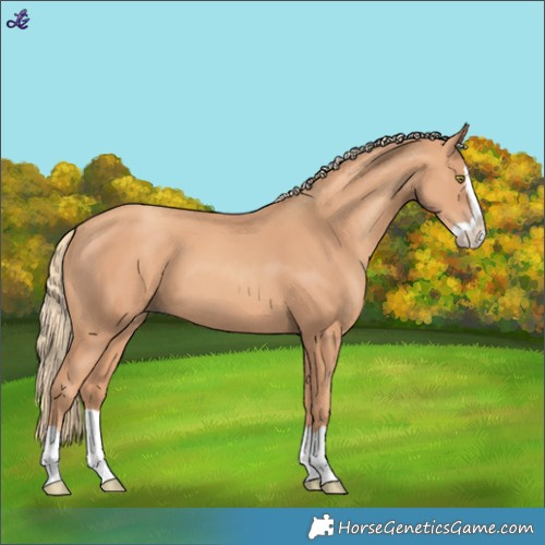 Horse Color:Gold Champagne Splash