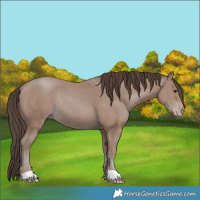 Horse Color:Classic Champagne Rabicano 