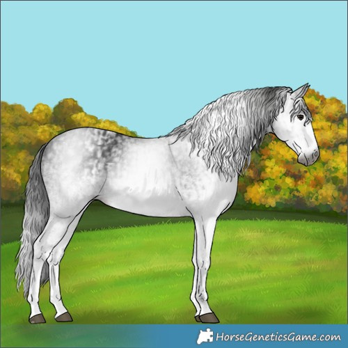Horse Color:Gray White Spotted Black  and Gray White Spotted Black 