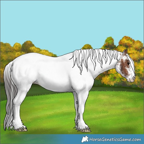 Horse Color:White Spotted Brown Rabicano 