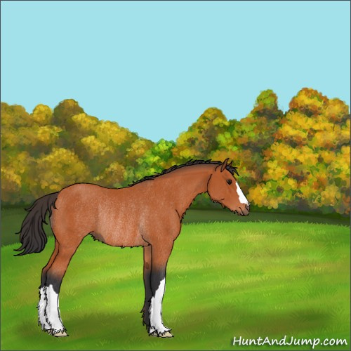 Horse Color:Bay Rabicano 