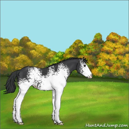 Horse Color:White Spotted Black 