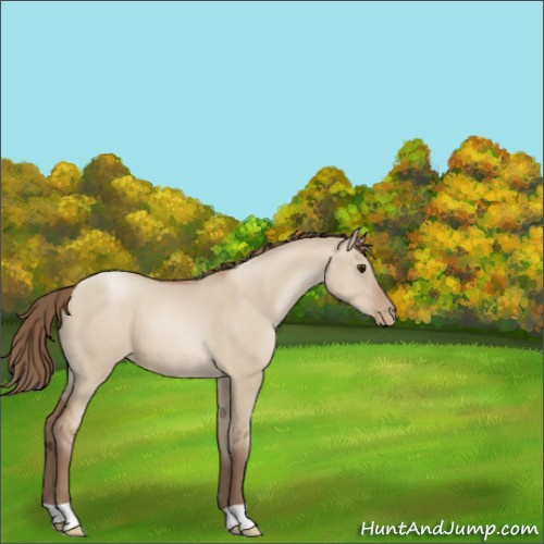 Horse Color:Grullo Pearl 