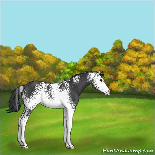 Horse Color:White Spotted Black Sabino Rabicano 