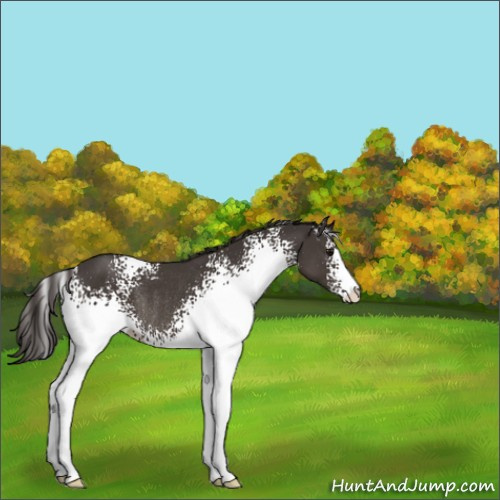Horse Color:White Spotted Smoky Black Sabino Rabicano 