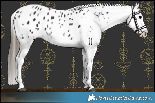 Horse Color:White Spotted Black Splash Tobiano Frame Appaloosa 