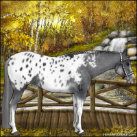 Horse Color:White Spotted Black Splash Tobiano Frame Appaloosa 