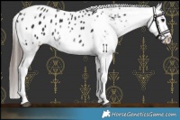 Horse Color:White Spotted Black Splash Tobiano Frame Appaloosa