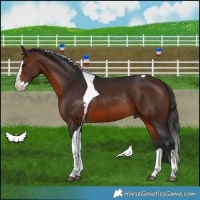 Horse Color:Brown Splash Tobiano Rabicano