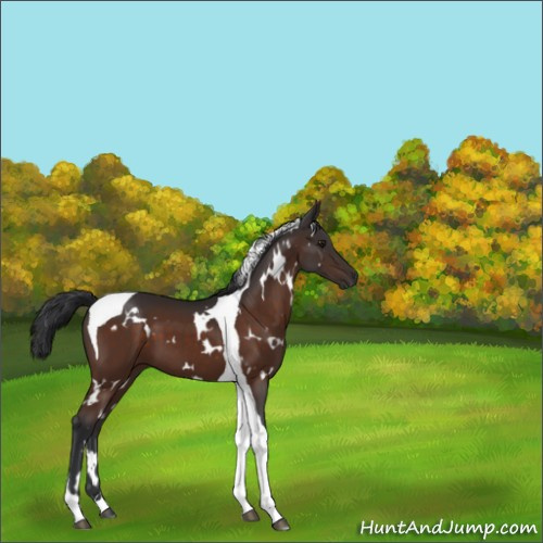 Horse Color:White Spotted Brown Tobiano 